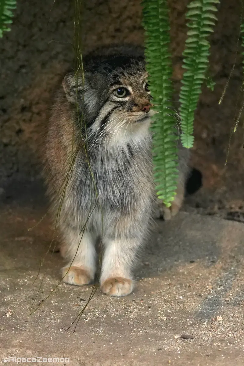 A photograph of Az in Kobe Animal Kingdom