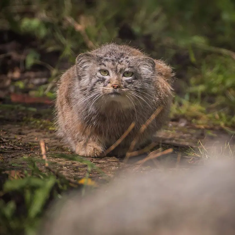 A photograph of a Pallas's cat in Chester Zoo