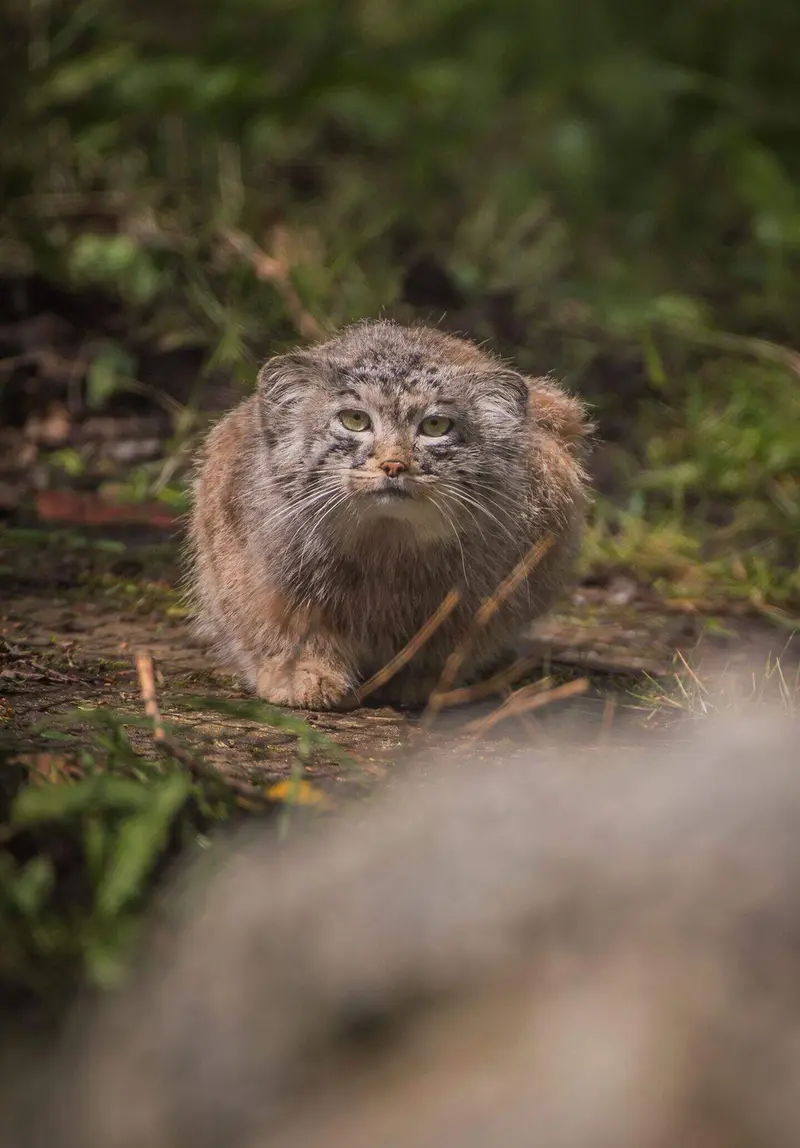 A photograph of a Pallas's cat in Chester Zoo