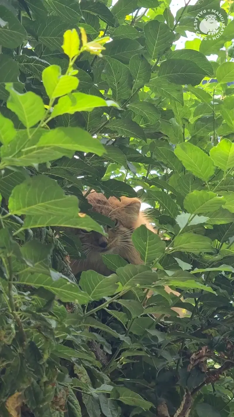⚡ Breaking news from Yerevan Zoo! ⚡