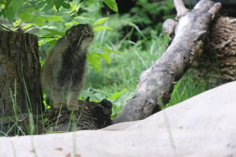 A photograph of Timofey in Moscow zoo