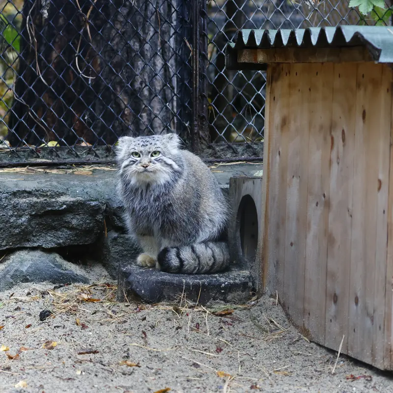 A photograph of Ruf in Novosibirsk Zoo
