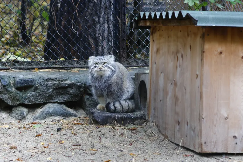 A photograph of Ruf in Novosibirsk Zoo