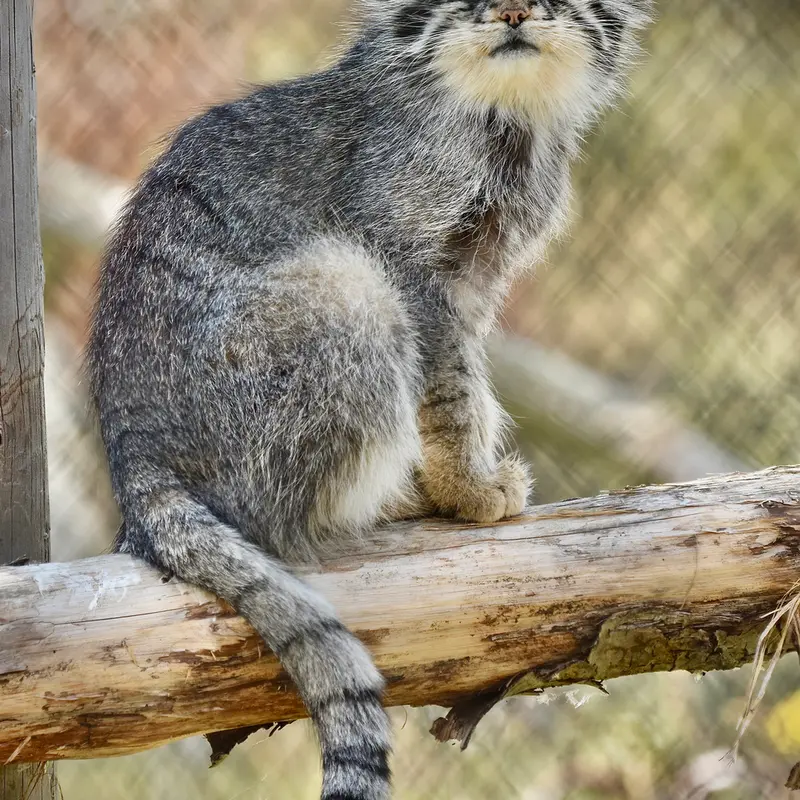A photograph of Atlan in Port Lympne Wild Animal Park