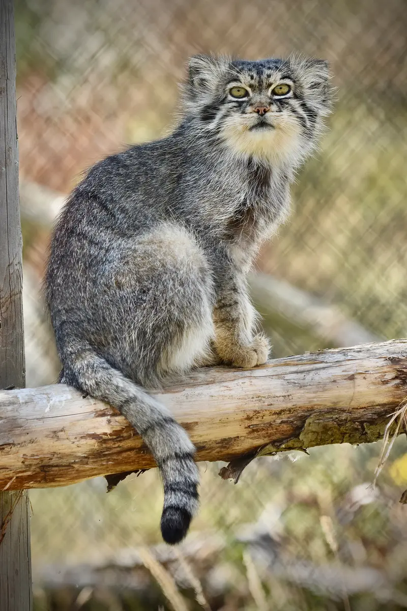 A photograph of Atlan in Port Lympne Wild Animal Park