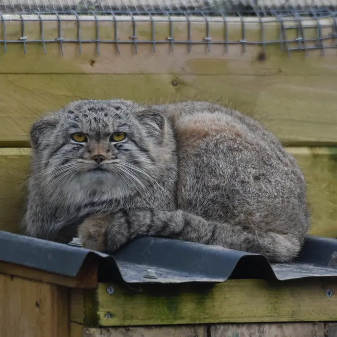 A photograph of a Pallas's cat in The Lakeland Wildlife Oasis