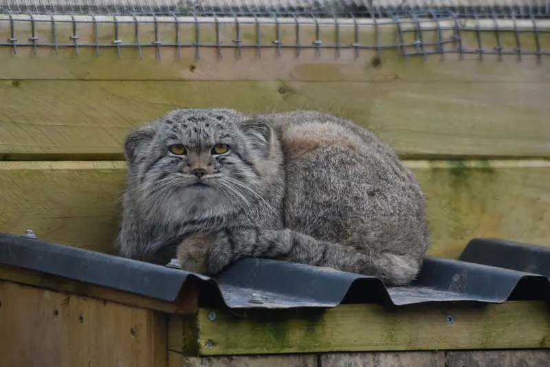 A photograph of a Pallas's cat in The Lakeland Wildlife Oasis