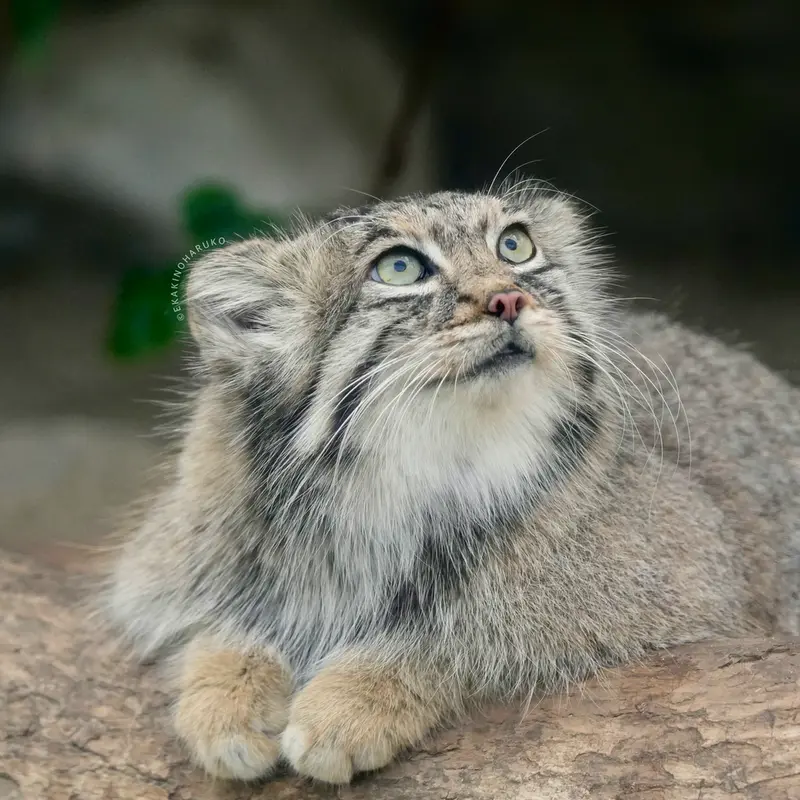 A photograph of Az in Kobe Animal Kingdom