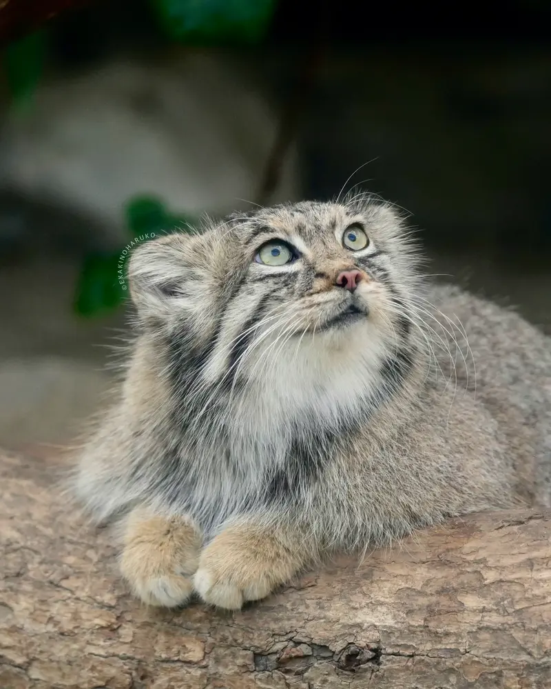 A photograph of Az in Kobe Animal Kingdom