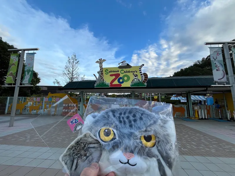 A photograph of a Pallas's cat in Saitama Children's Zoo
