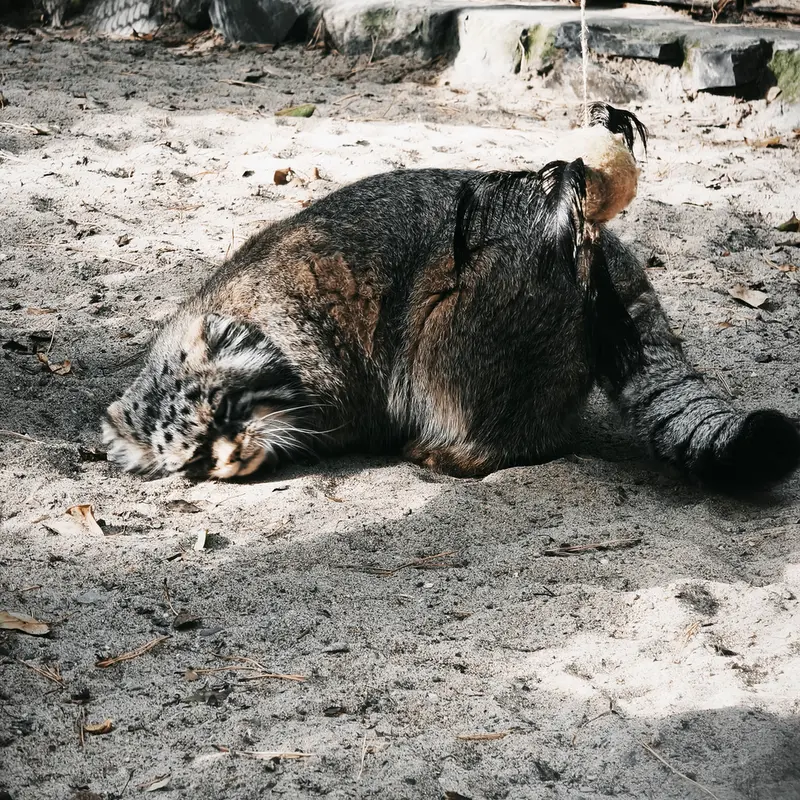 A photograph of George in Novosibirsk Zoo