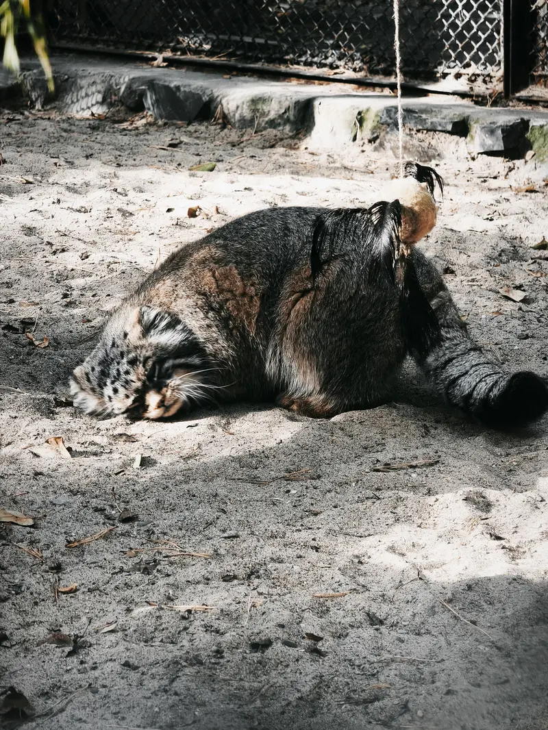 A photograph of George in Novosibirsk Zoo