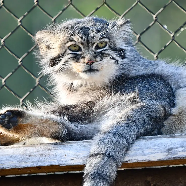 A photograph of Atlan in Port Lympne Wild Animal Park