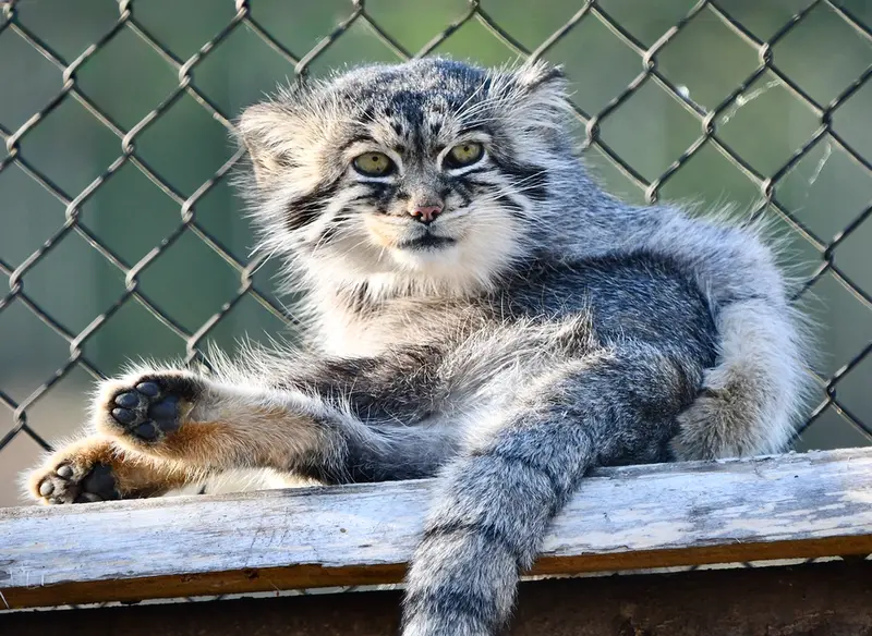 A photograph of Atlan in Port Lympne Wild Animal Park