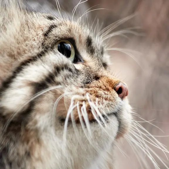 A photograph of Zelenogorsk in Novosibirsk Zoo