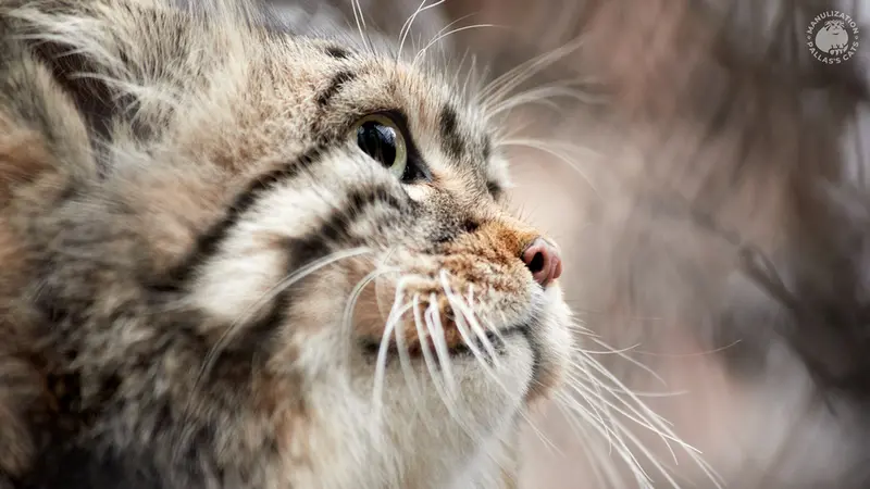 A photograph of Zelenogorsk in Novosibirsk Zoo