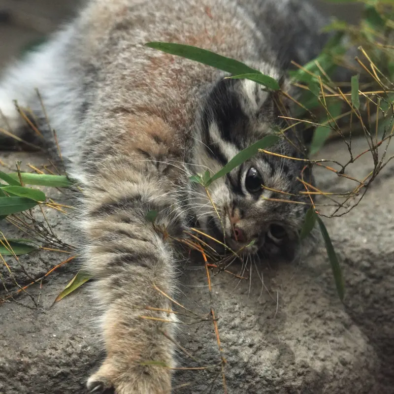 A photograph of Oto in Kobe Animal Kingdom
