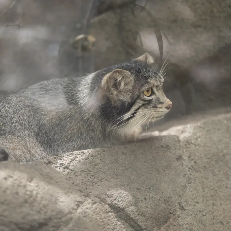 A photograph of Oto in Kobe Animal Kingdom