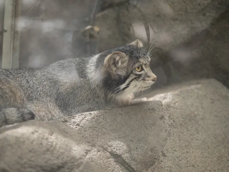 A photograph of Oto in Kobe Animal Kingdom