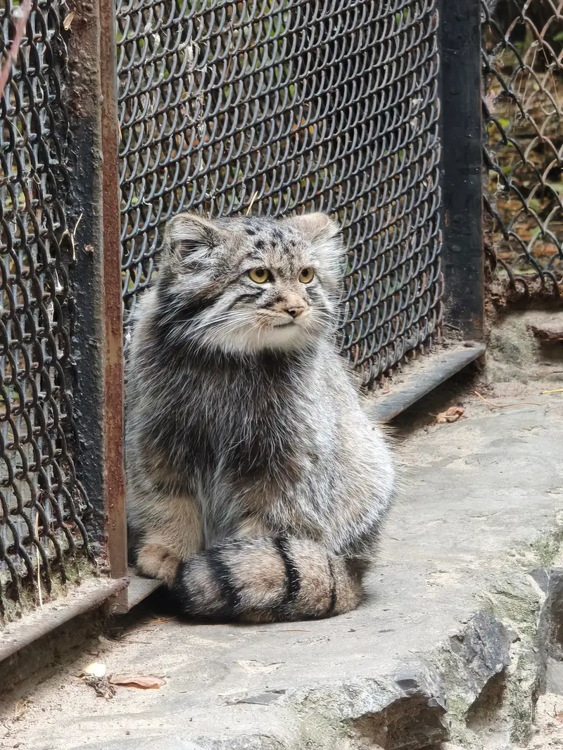 A photograph of a Pallas's cat in Novosibirsk Zoo
