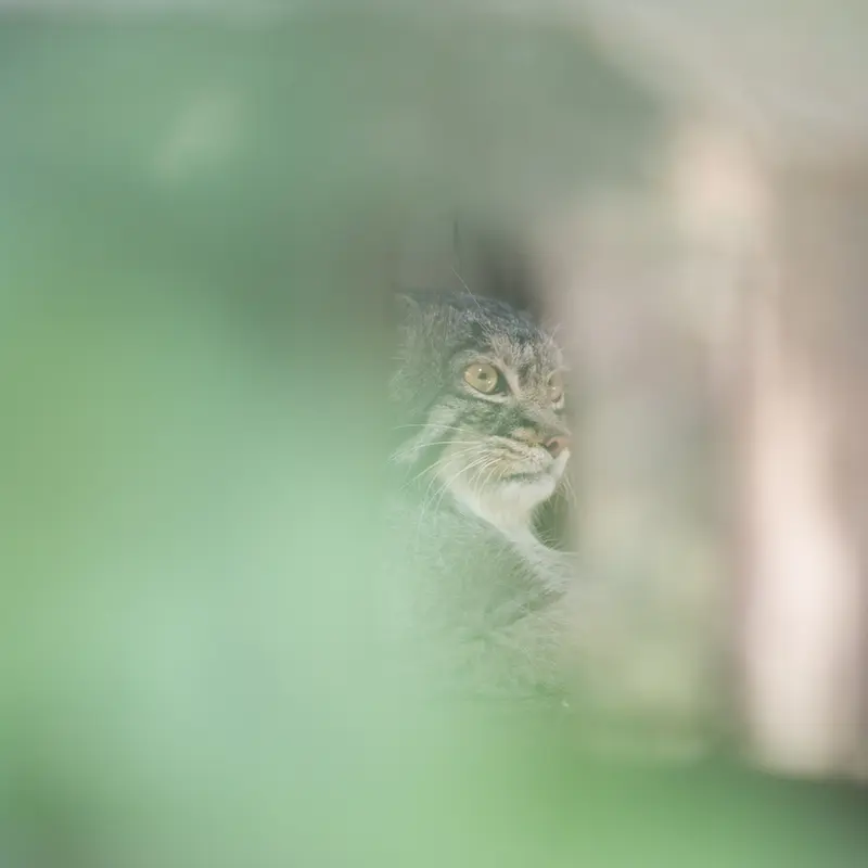 A photograph of Figa in Nogeyama Zoo