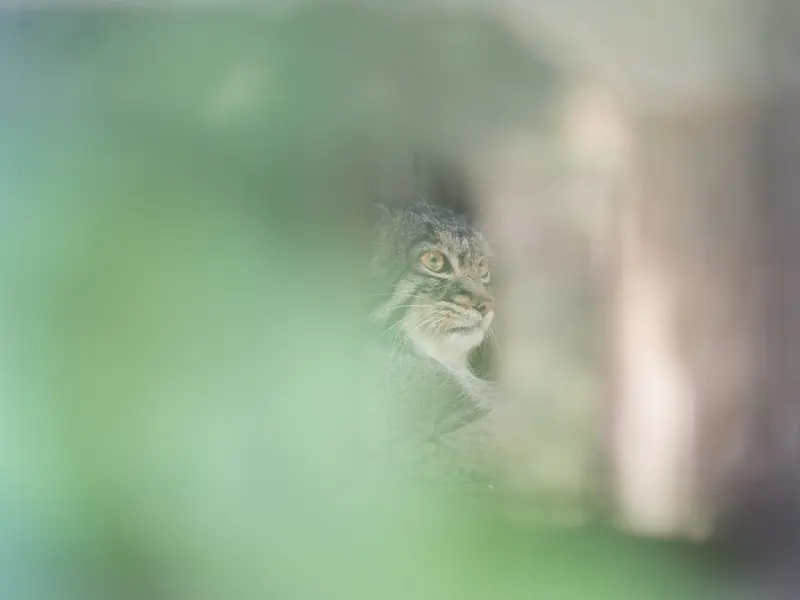A photograph of Figa in Nogeyama Zoo