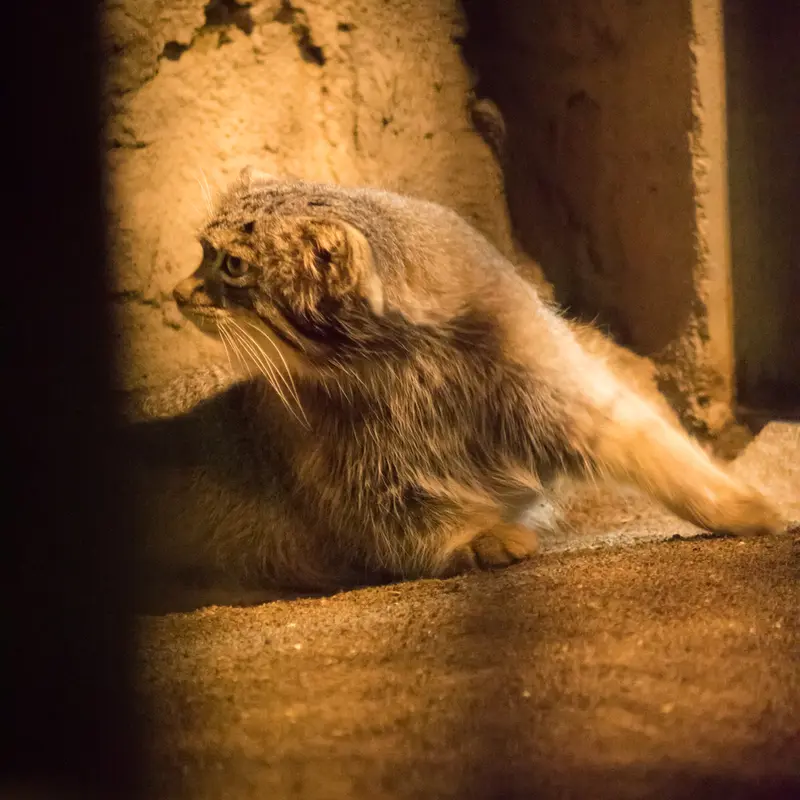 A photograph of Figa in Nogeyama Zoo