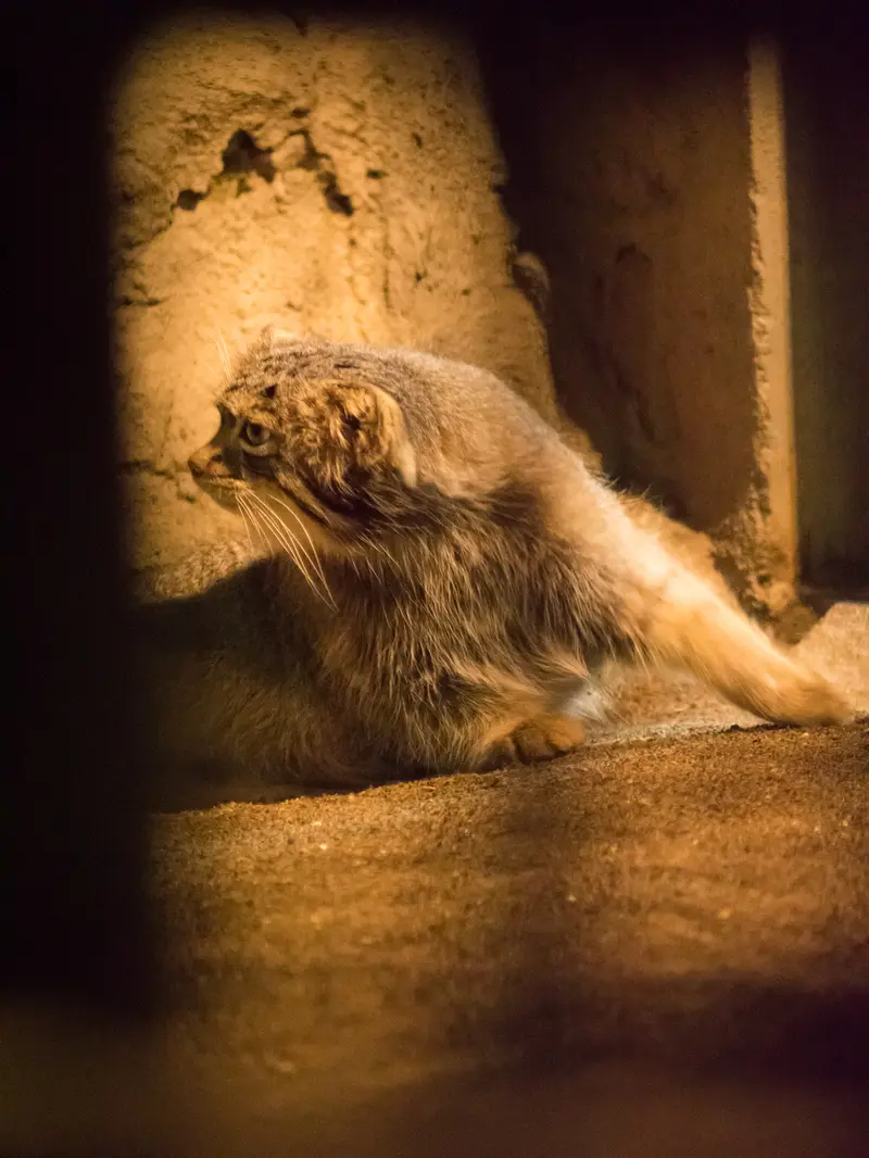 A photograph of Figa in Nogeyama Zoo