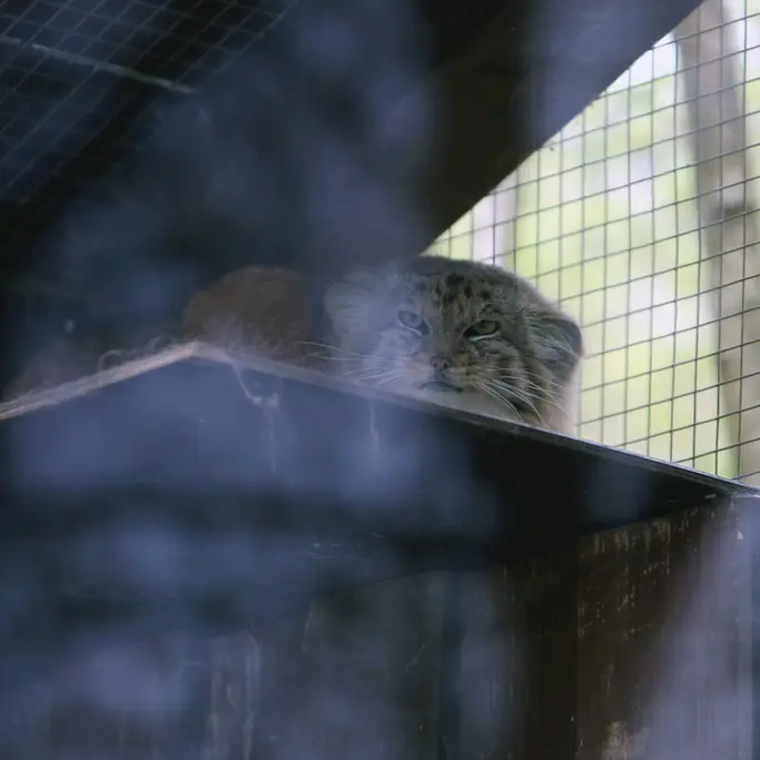 A photograph of Alani in Košice Zoo