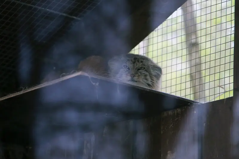 A photograph of Alani in Košice Zoo