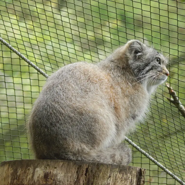 A photograph of Altai in Tregomeur Zoo