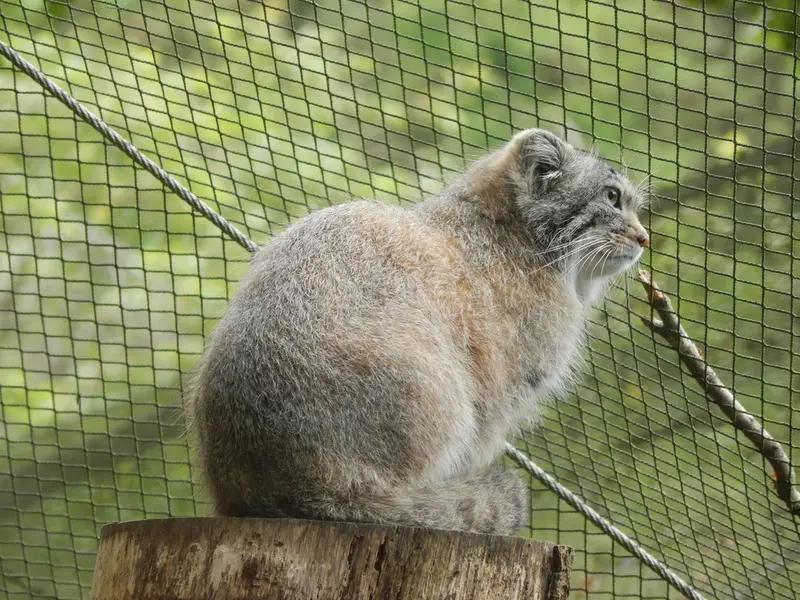 A photograph of Altai in Tregomeur Zoo
