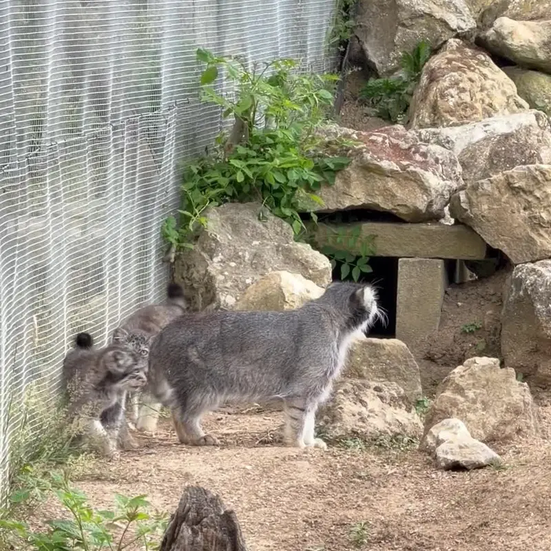 A photograph of a Pallas's cat in Port Lympne Wild Animal Park