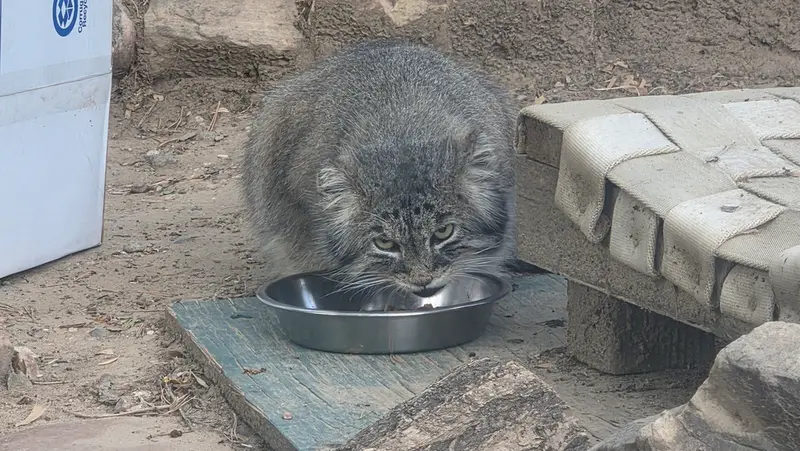A photograph of a Pallas's cat