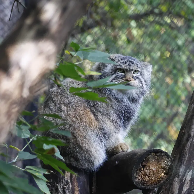 A photograph of Zosya in Novosibirsk Zoo