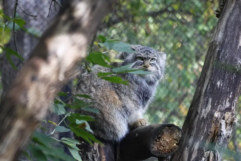 A photograph of Zosya in Novosibirsk Zoo