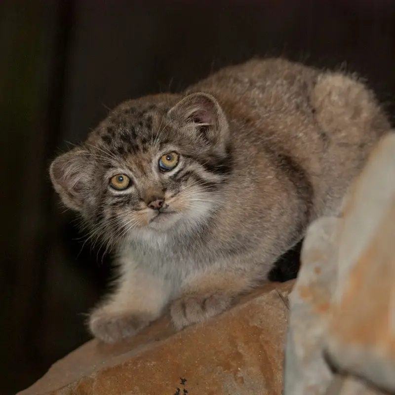 A photograph of Son of Erdene Ⅳ b. 2016 in Kraków Zoo