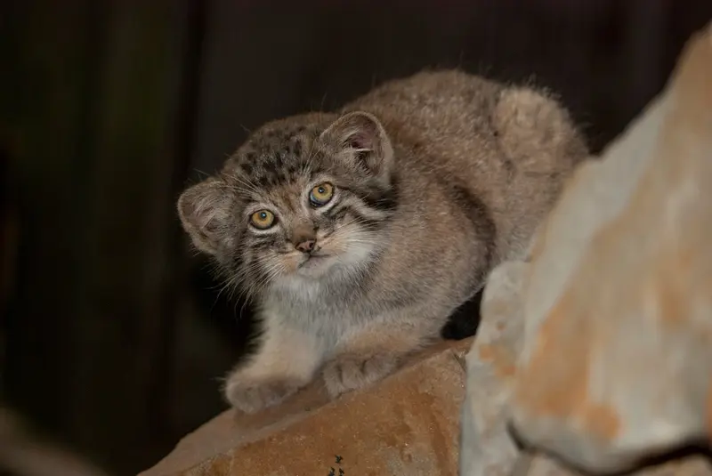 A photograph of Son of Erdene Ⅳ b. 2016 in Kraków Zoo