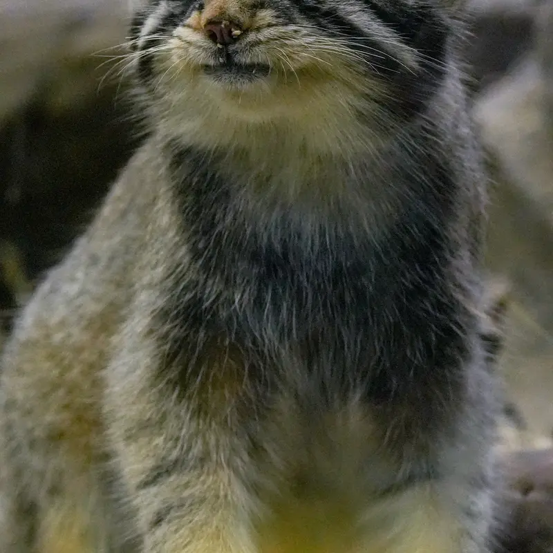 A photograph of Nagomu in Kobe Animal Kingdom