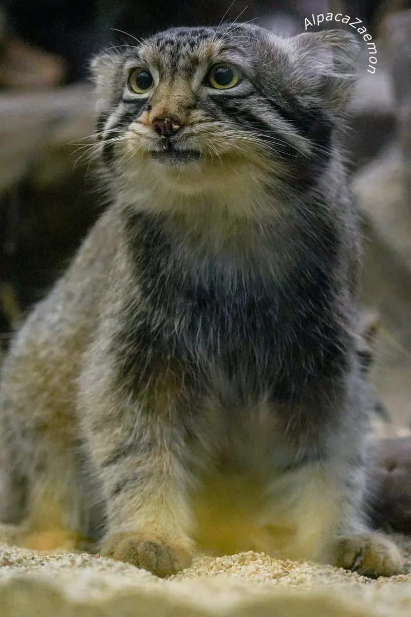 A photograph of Nagomu in Kobe Animal Kingdom