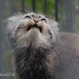 A photograph of Gabi in Novosibirsk Zoo