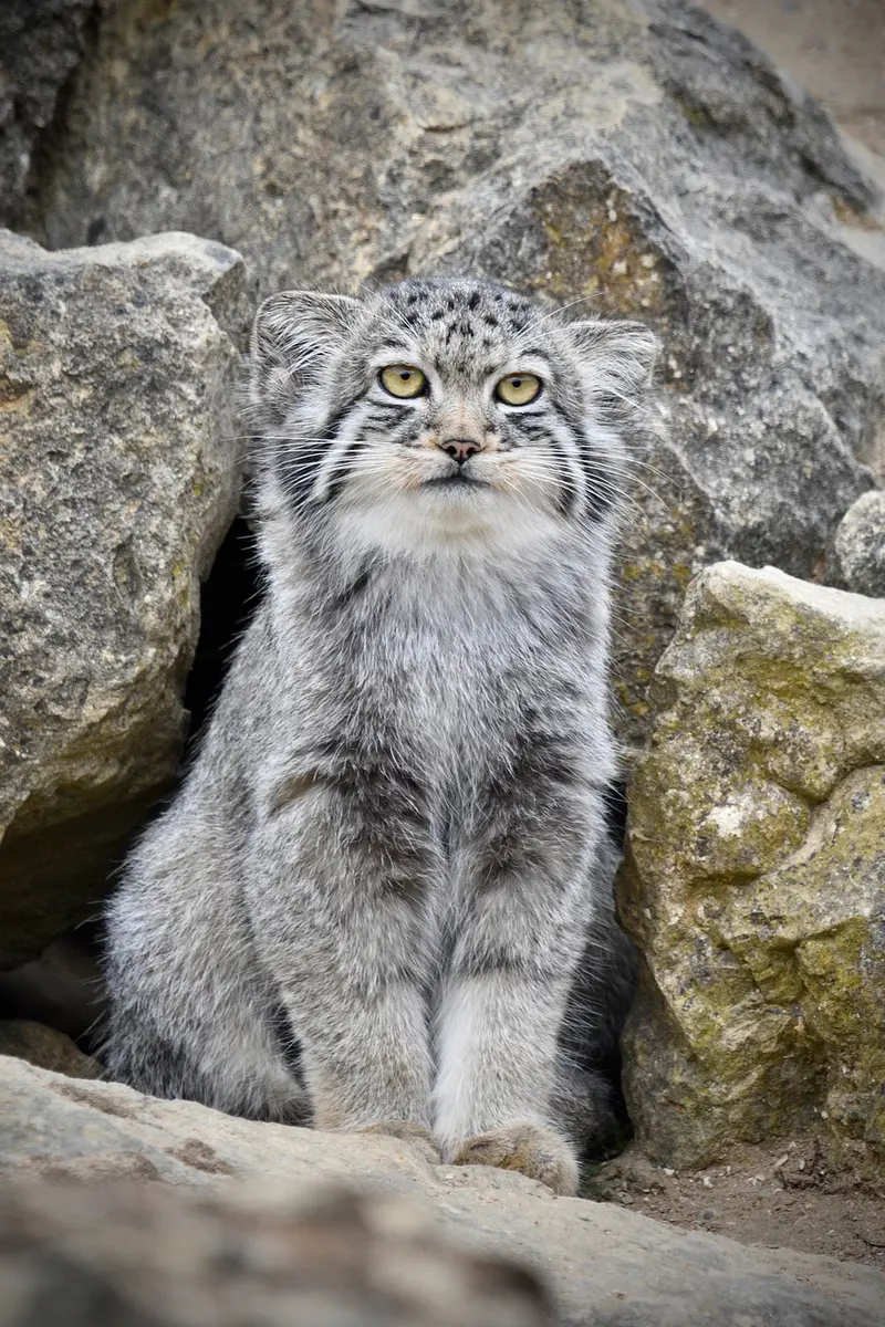 A photograph of Kharaa in Port Lympne Wild Animal Park