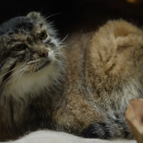 A photograph of a Pallas's cat in Ueno Zoological Gardens