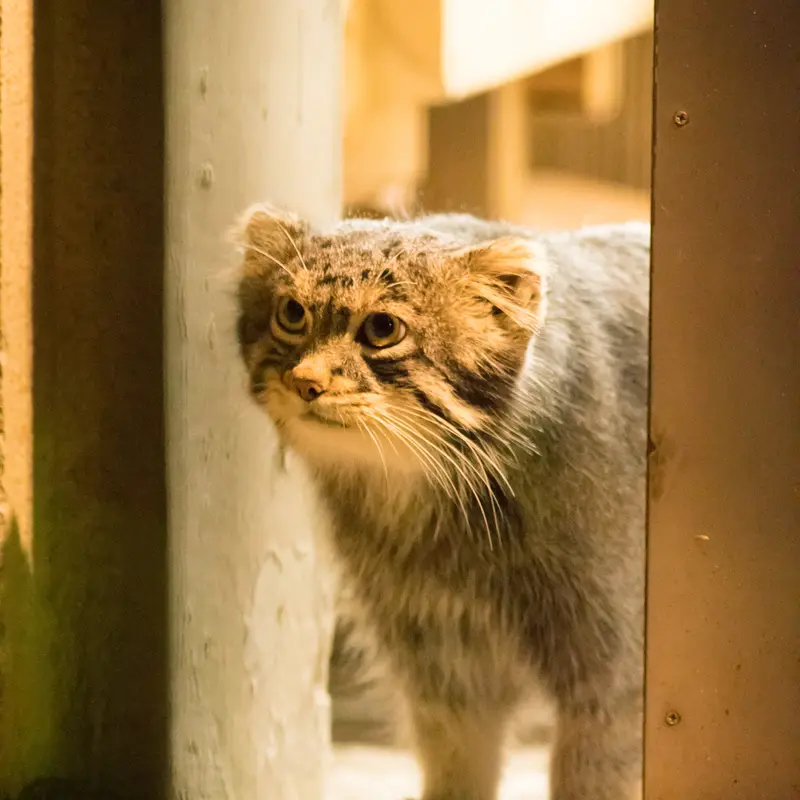 A photograph of Figa in Nogeyama Zoo