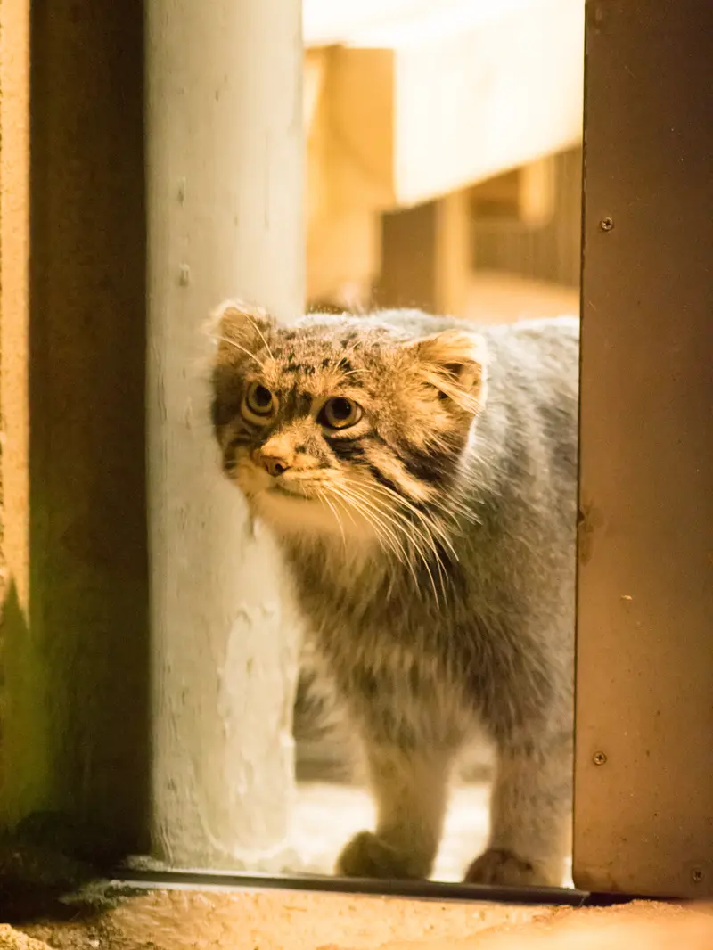 A photograph of Figa in Nogeyama Zoo