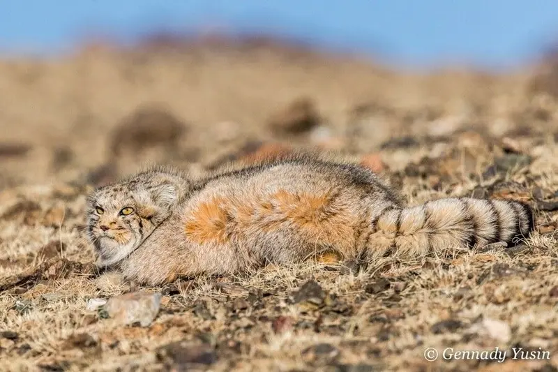 Why is the manul the most elusive predator? An article about ambush hunting tactics and camouflage among the rocks.