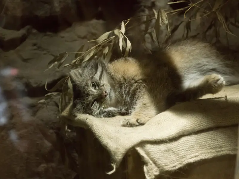 A photograph of Klyon in Ueno Zoological Gardens