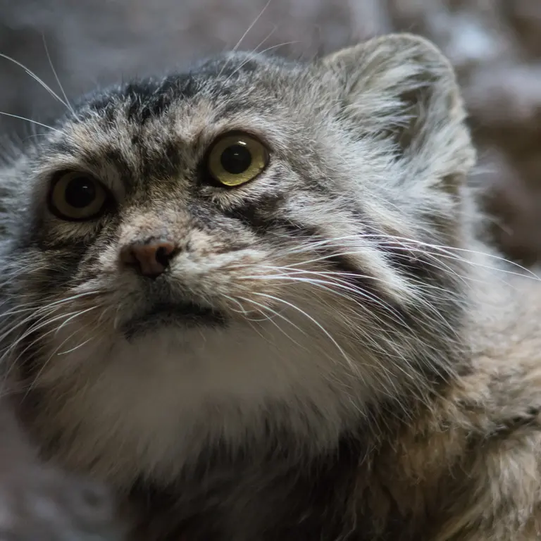 A photograph of Primula in Ueno Zoological Gardens