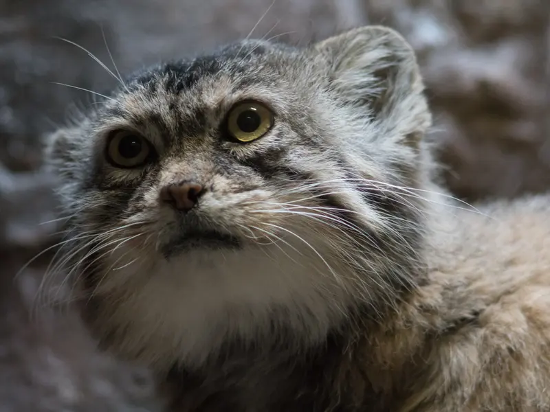 A photograph of Primula in Ueno Zoological Gardens