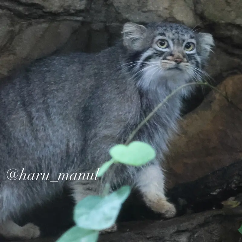 A photograph of Abrikos in Nasu Animal Kingdom